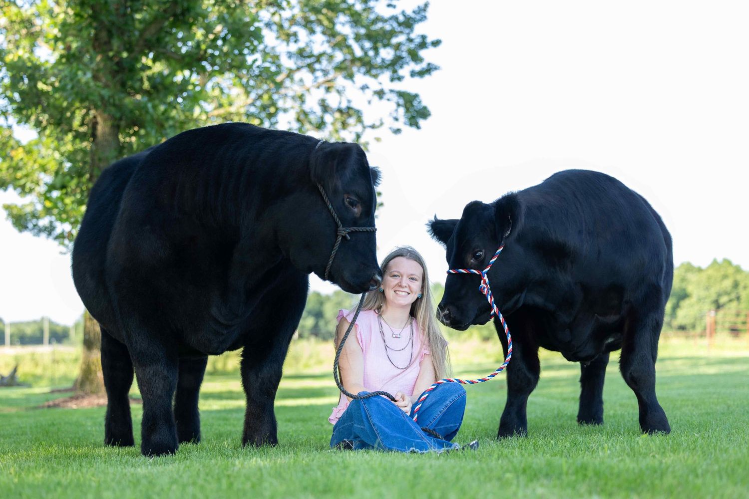 Black cows standing peacefully in a green pasture on a sunny day with a young girl sitting between them.