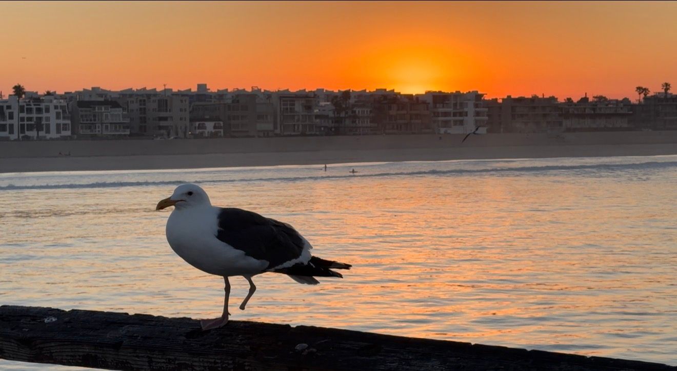 A seagull stands silhouetted against a vibrant orange sunset over the ocean horizon.