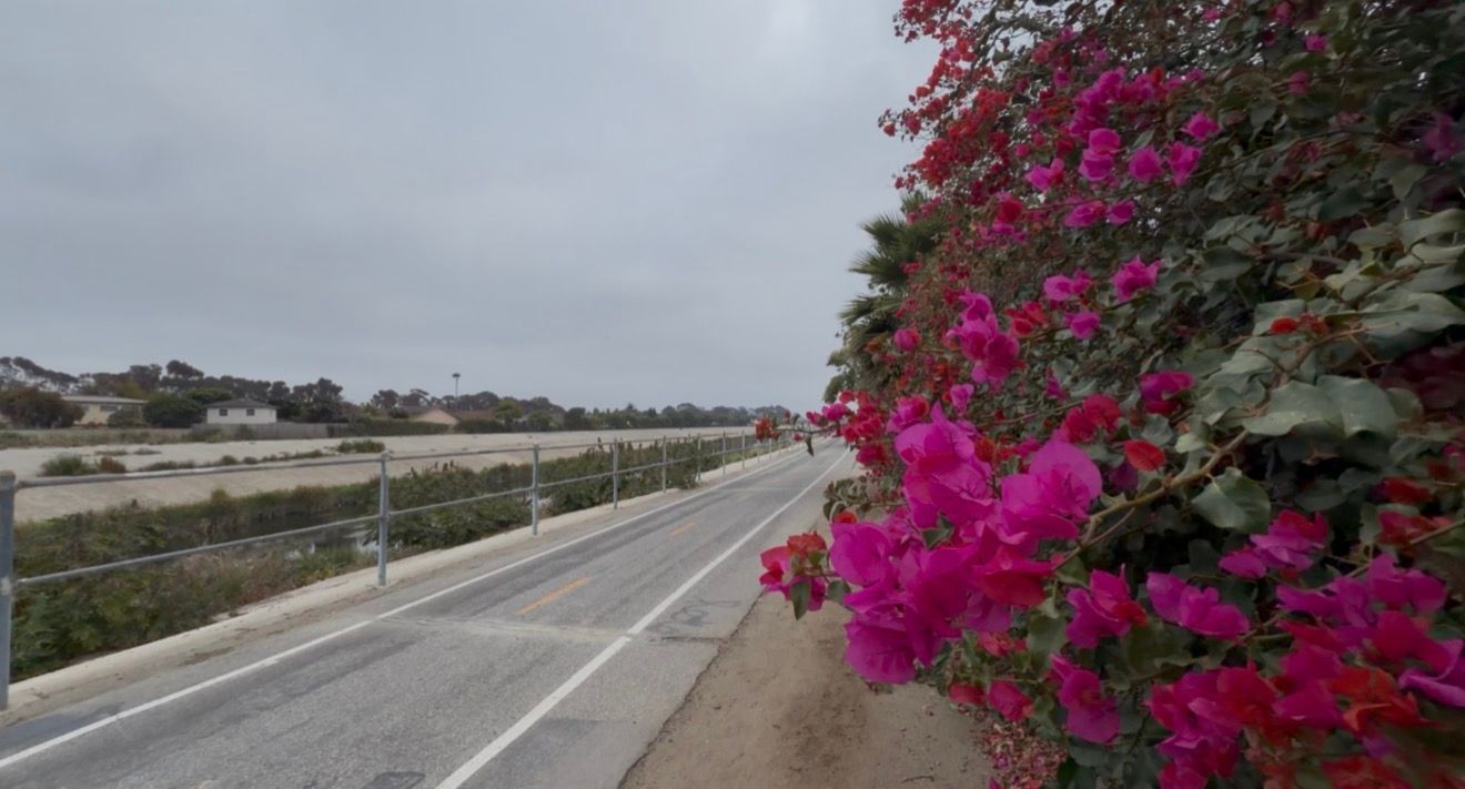 Vibrant pink bougainvillea blooms line a coastal road under overcast skies in a scenic seaside location.