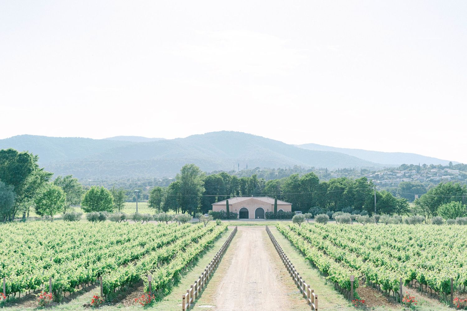 A scenic vineyard path leads to a pink Mediterranean villa nestled in rolling hills with rows of grapevines.