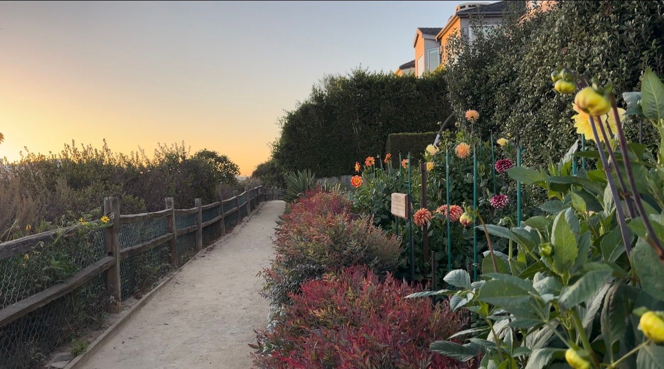Colorful dahlia flowers line a scenic coastal pathway at sunset with lush hedges and a hillside home in the background.