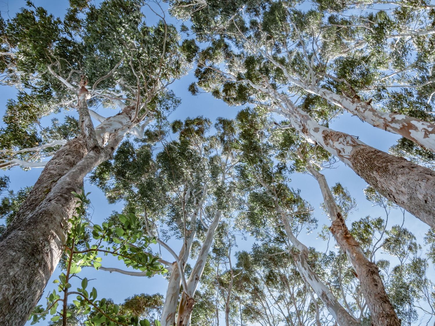Looking up at tall eucalyptus trees with branches spreading against a bright blue sky.