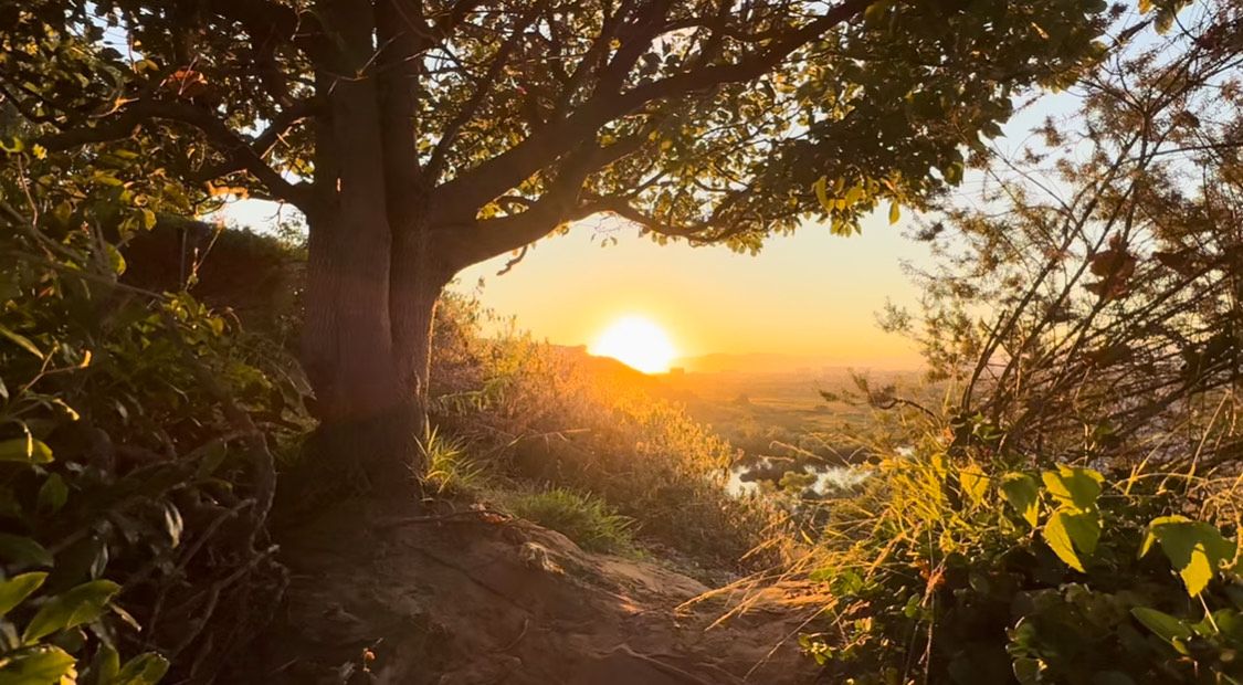 A golden sunset sky peeks through silhouetted tree branches creating a warm nature landscape scene.