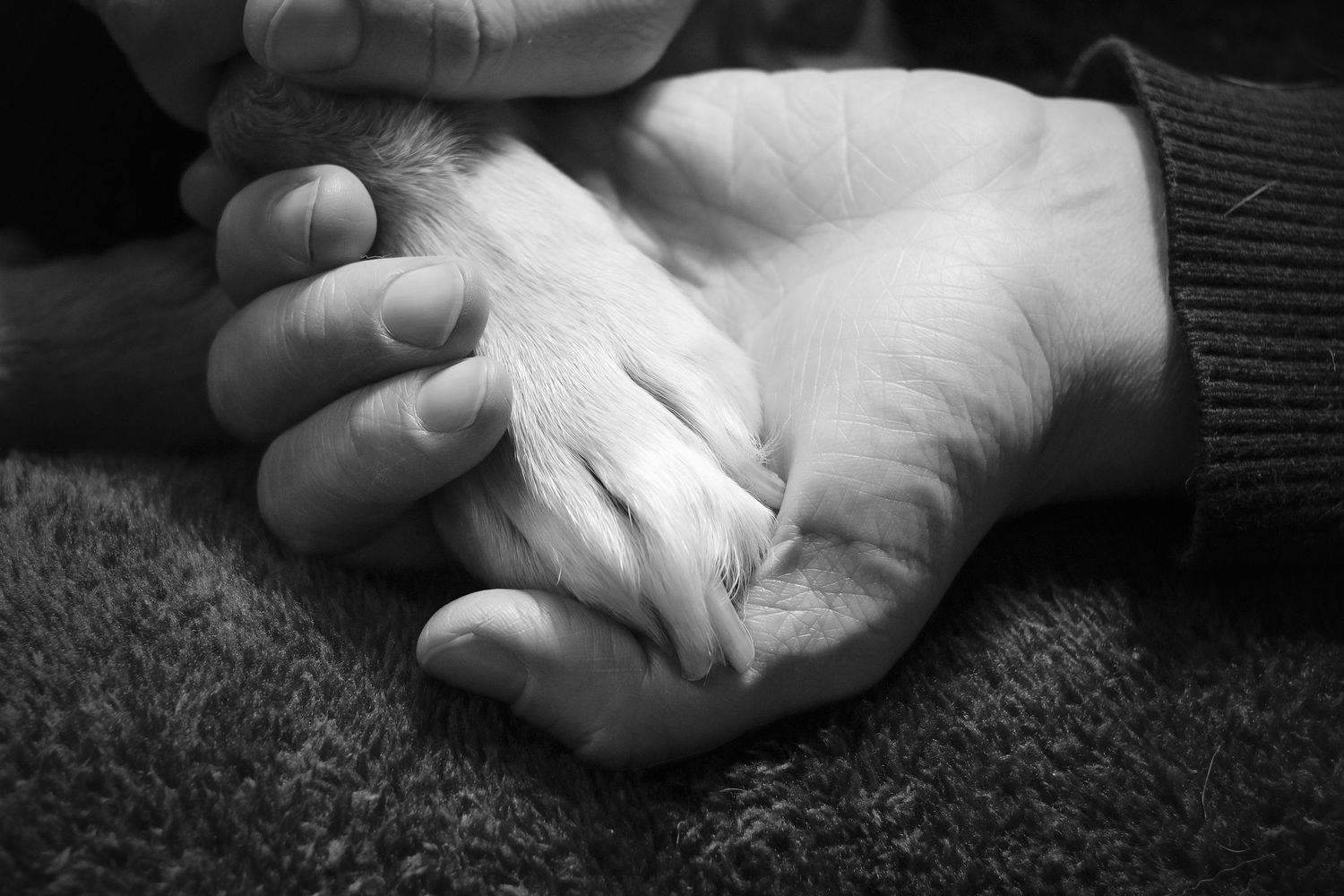 Pet Bucket List