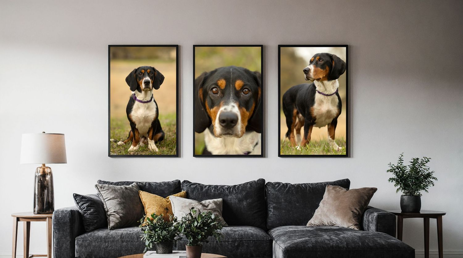 Three panel Wall Art with beautiful hound by Fine Art Pet photographer Helgazimages, Tampa Bay