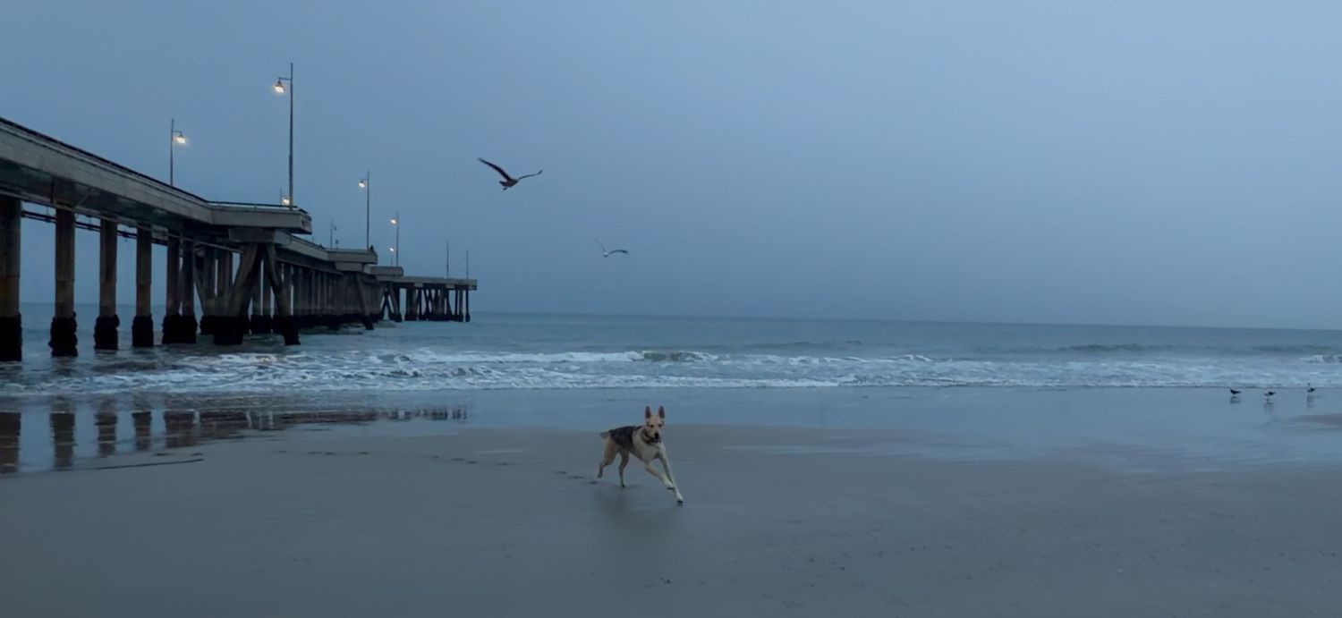 Panoramic view of a foggy beach pier stretching into the ocean with seabirds flying overhead.