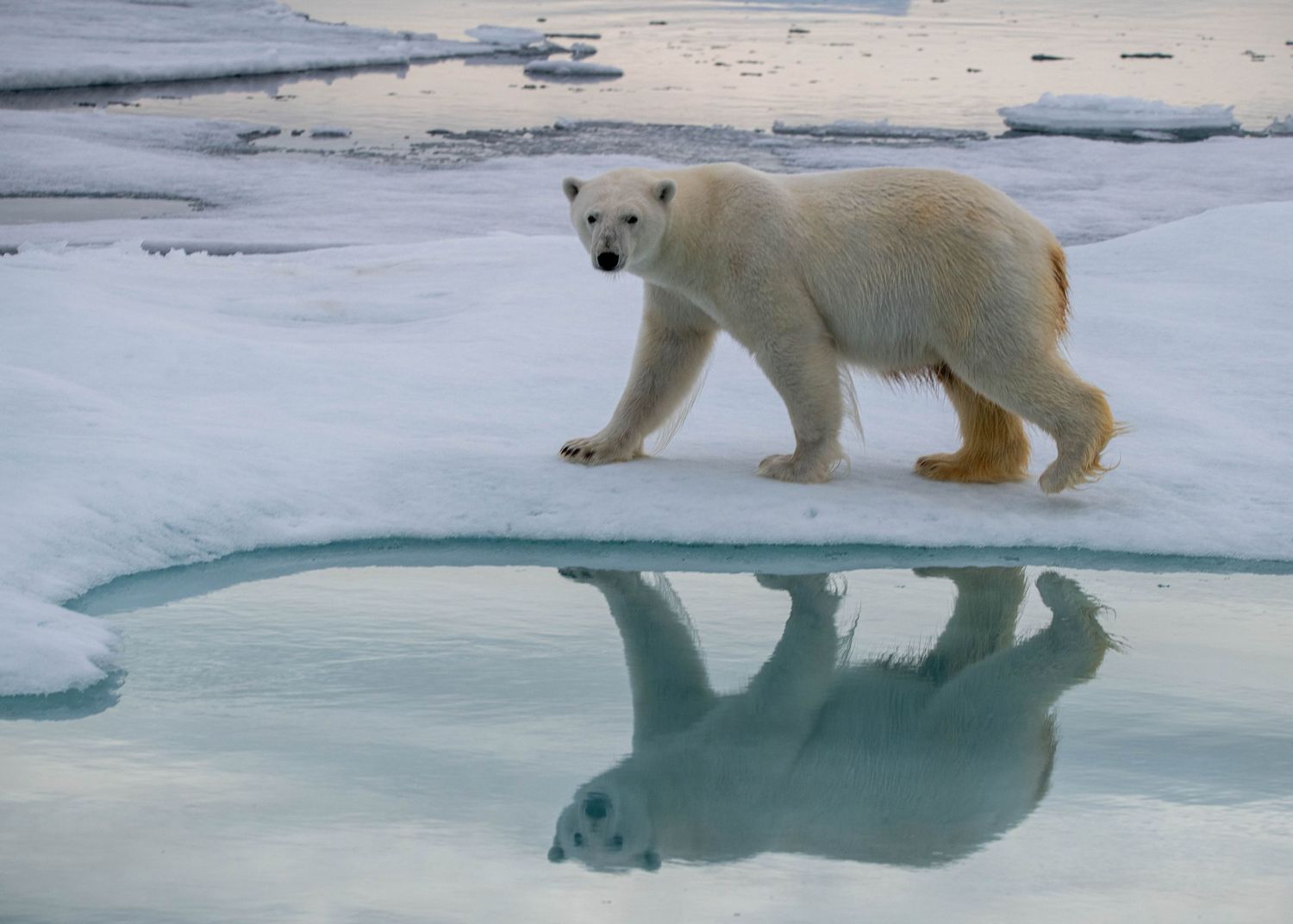Polar bear walking across melting arctic ice with its reflection visible in the water.