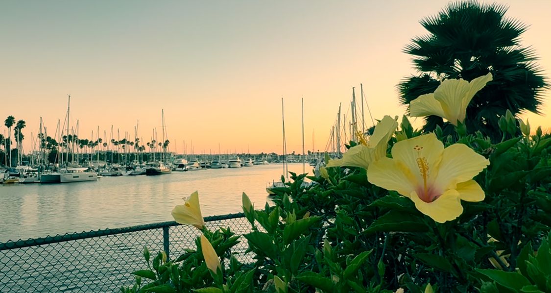 Yellow hibiscus flowers bloom beside a marina with sailboats and palm trees at sunset.