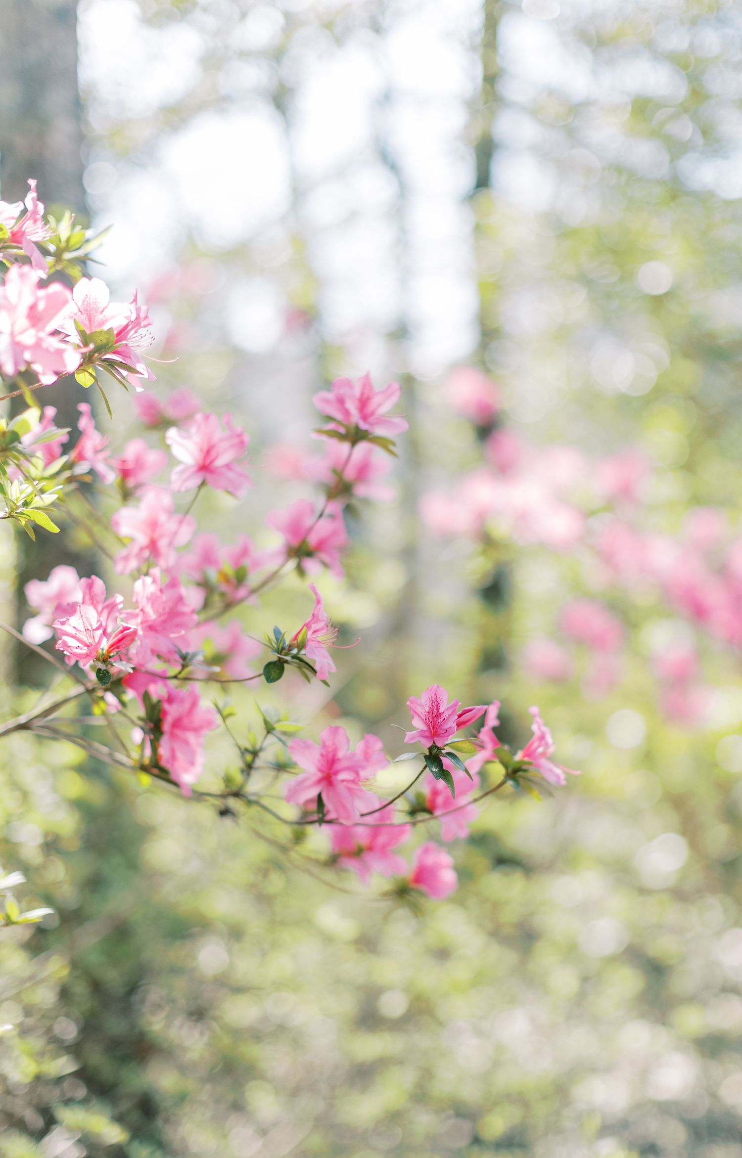 Delicate pink azalea flowers bloom against a soft bokeh background in springtime garden.