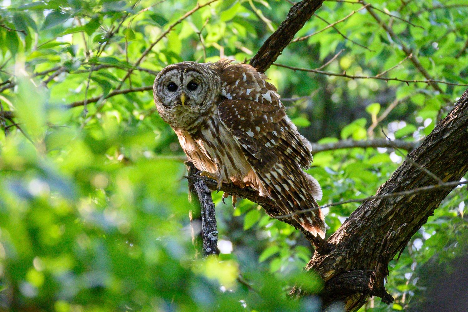 Barred owl perched on tree branch surrounded by lush green foliage in natural habitat.