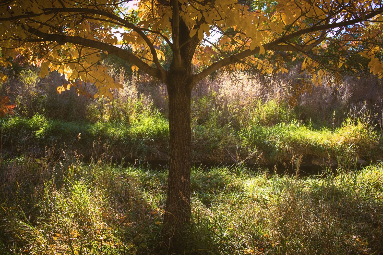 Sunlit autumn tree with golden leaves casting shadows in misty forest setting.