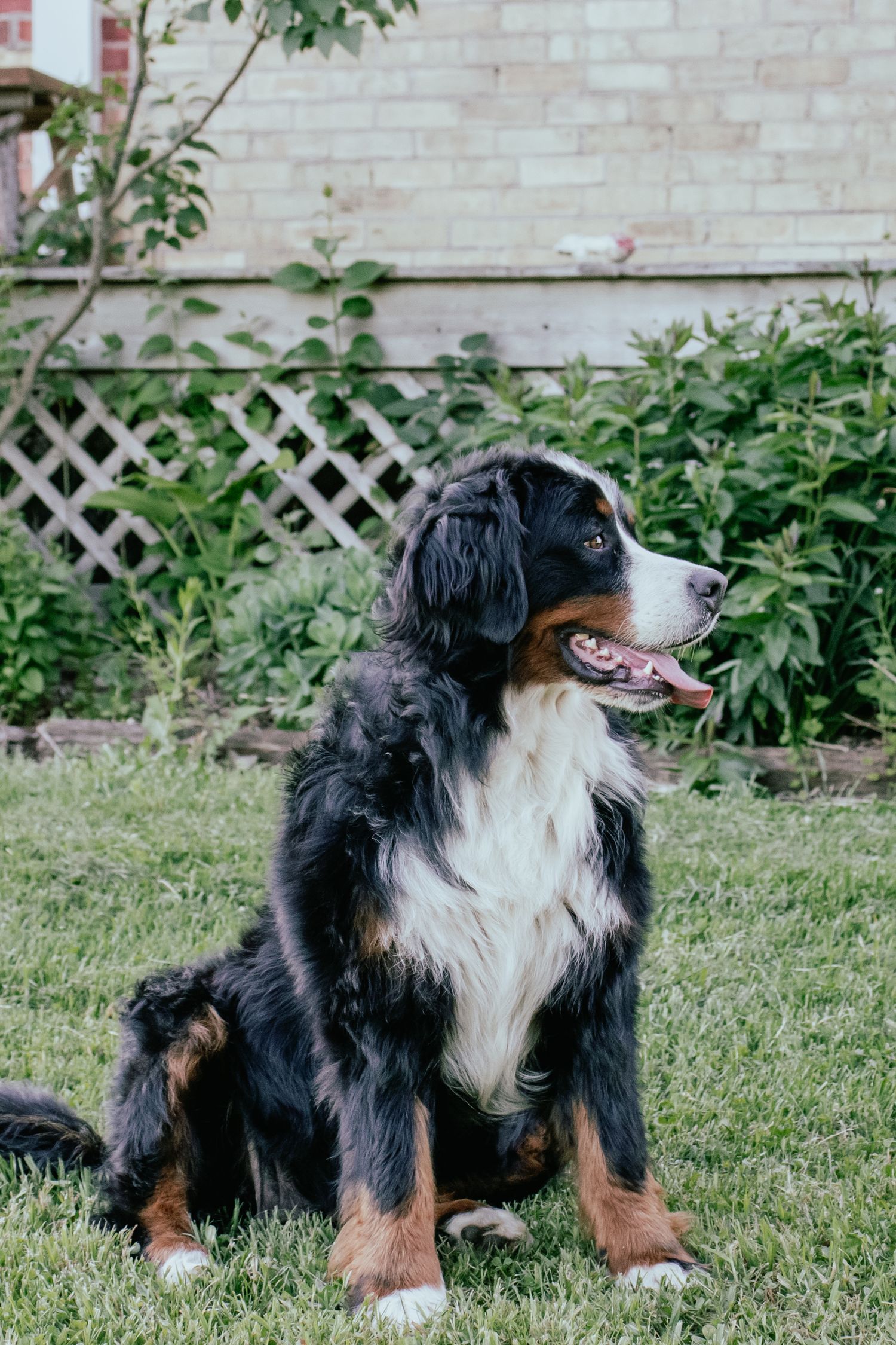 A Bernese Mountain Dog sitting attentively in a garden with a lattice fence behind it. Wingham Ontario photographer.