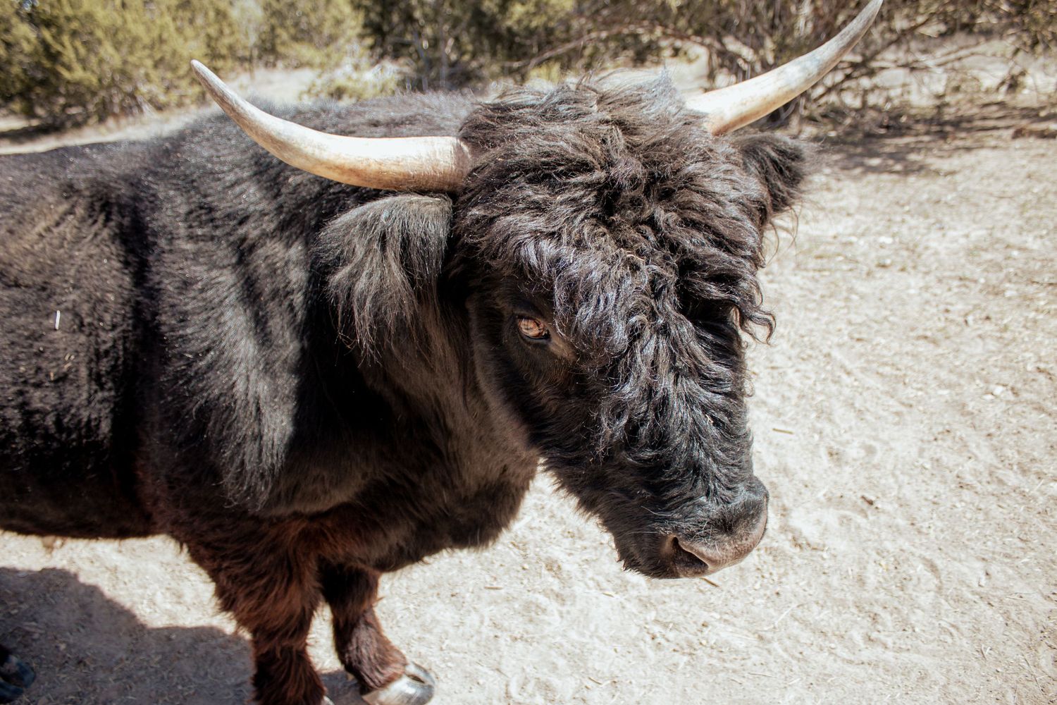 A close-up profile view of a dark-haired Highland cow with prominent curved horns in sunlight.