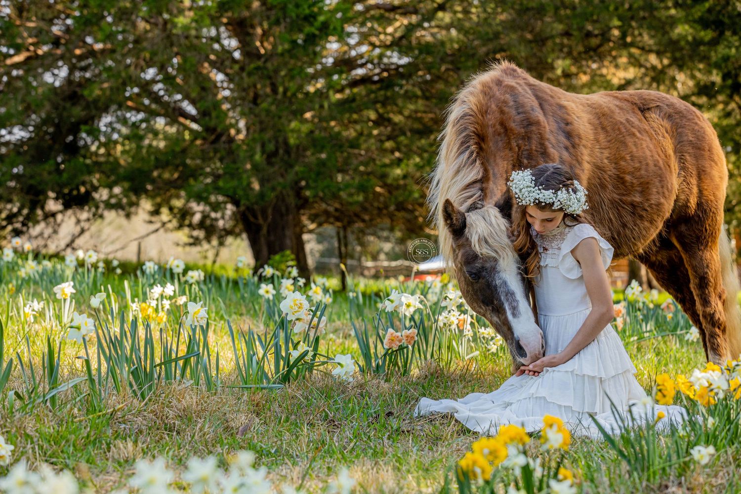 Brown horse nuzzling daffodils in a spring garden setting.