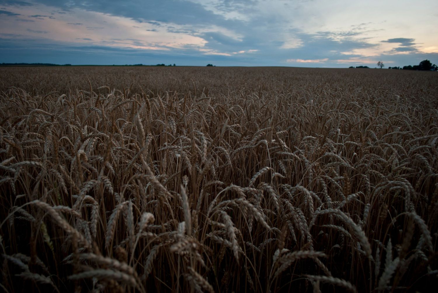Wheat field stretches toward horizon under dramatic evening sky with golden stalks swaying in evening light.