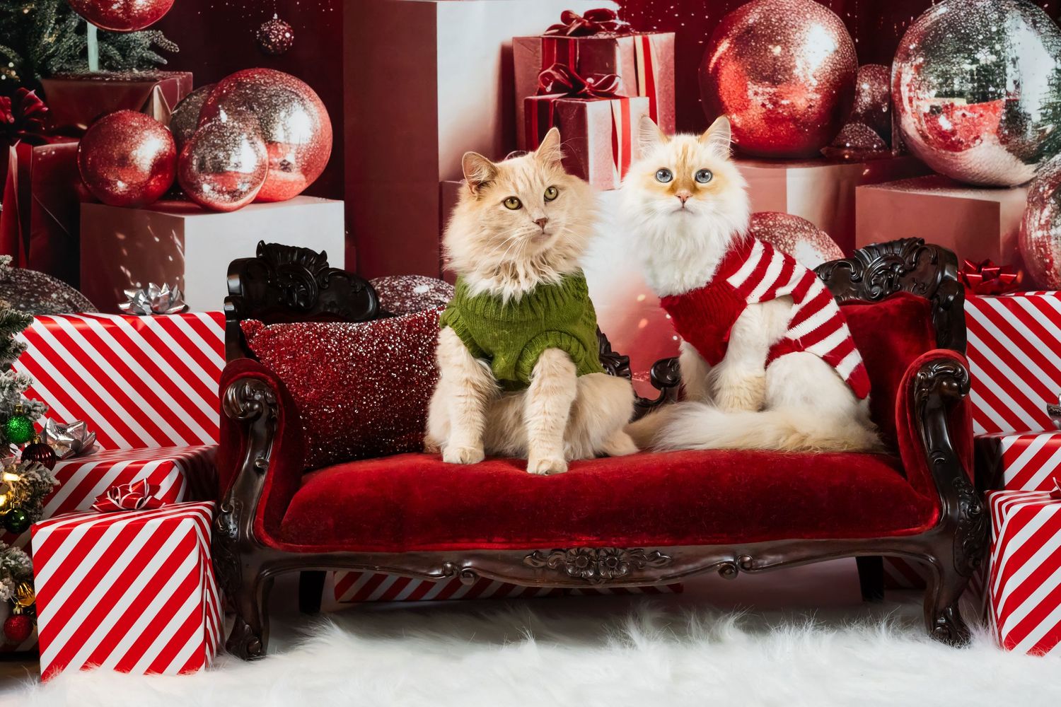 Two fluffy white Persian cats in holiday attire sit on red velvet sofa surrounded by Christmas decorations and gifts.