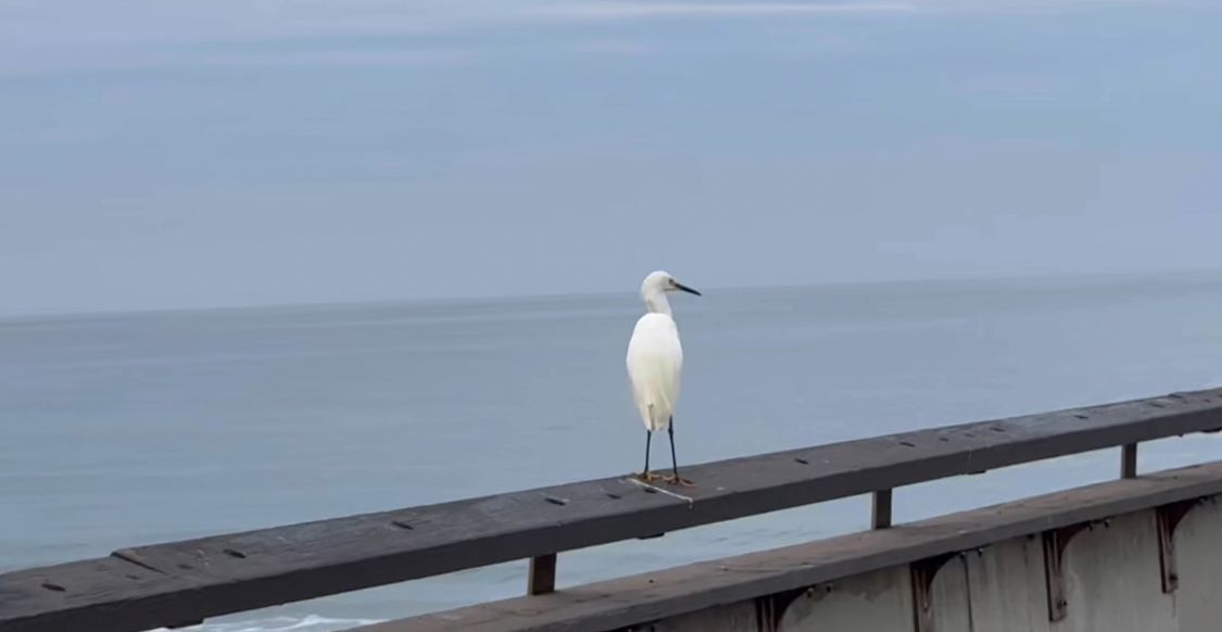 A majestic seagull stands perched on a pier railing overlooking a tranquil ocean at dusk.