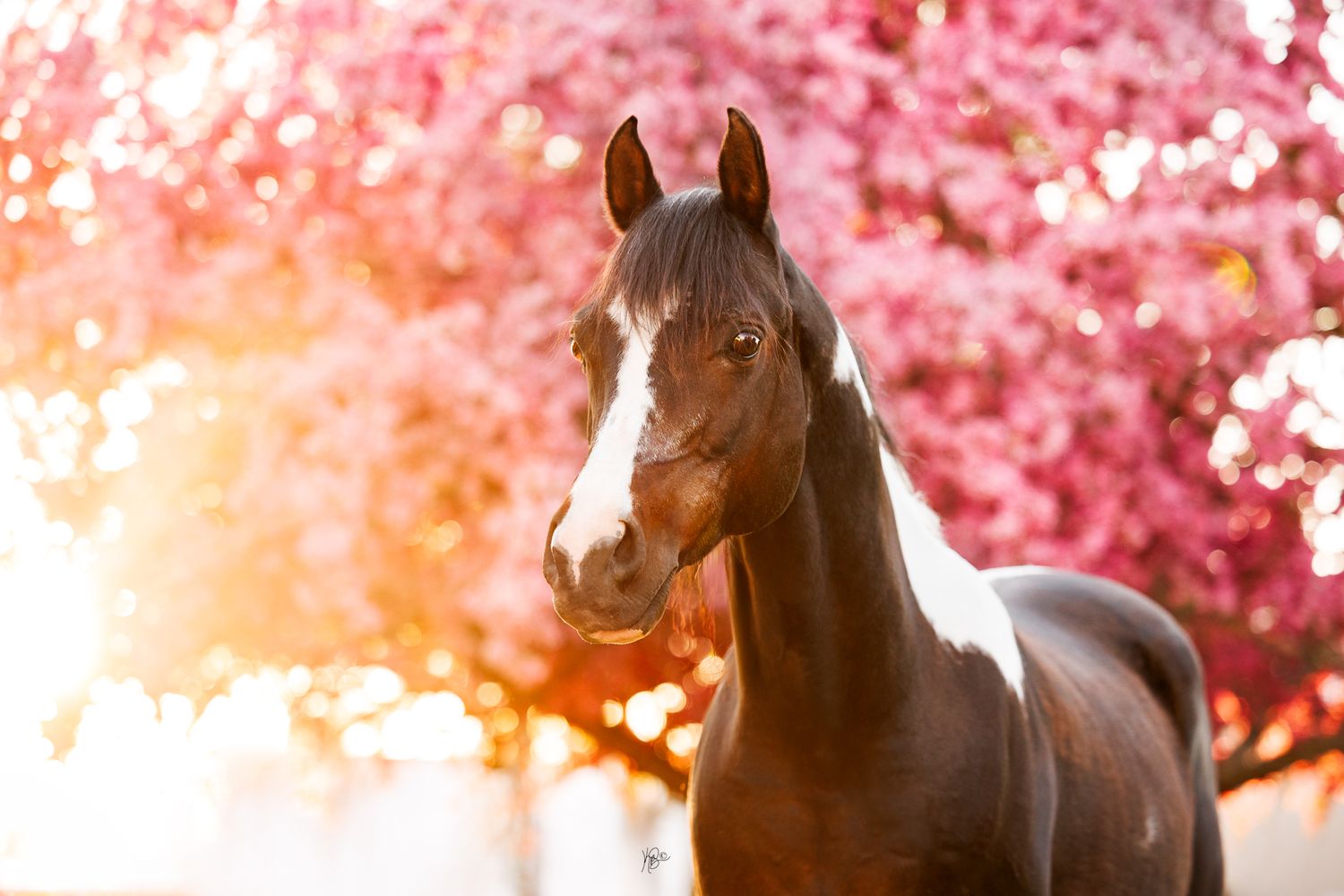 A majestic bay horse poses gracefully against vibrant pink cherry blossom trees in warm golden sunlight.