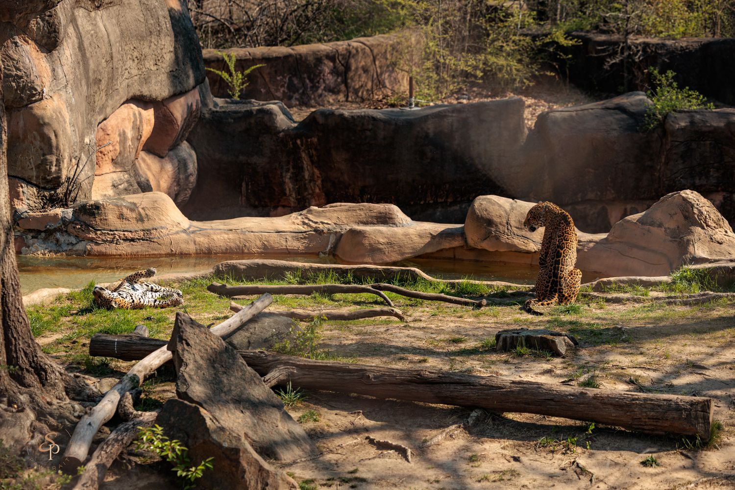Otters play and swim in a naturalistic zoo enclosure with rocks and logs surrounding a shallow pool.