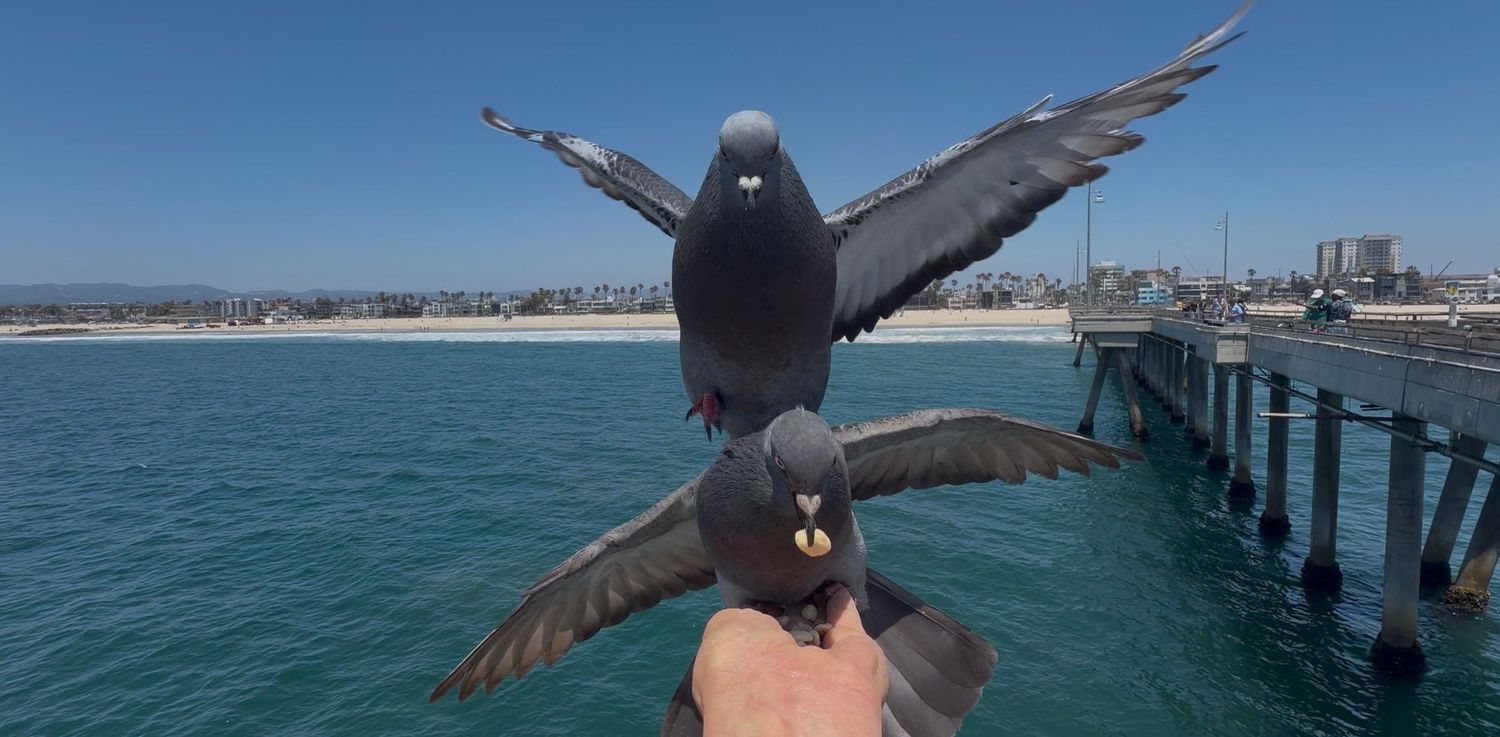 Two pigeons perched on a hand with wings spread near a seaside pier on a sunny day.