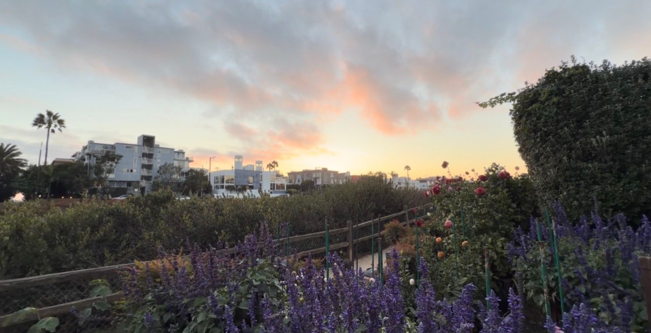 Colorful sunset sky over urban garden with purple lavender flowers and lush greenery in foreground.