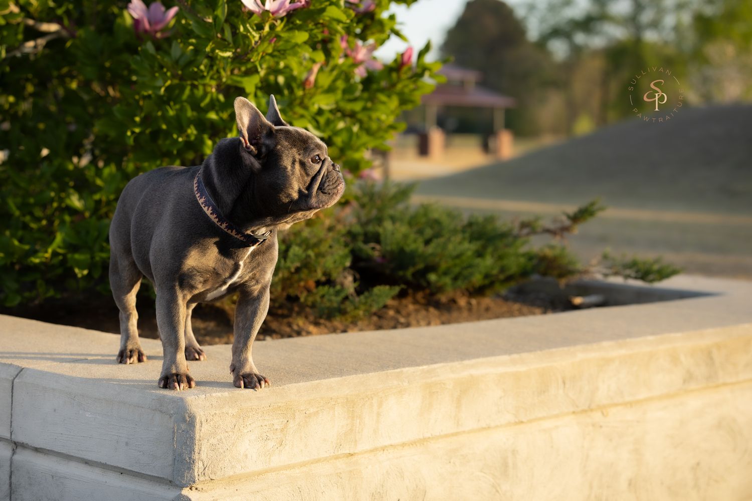 A black French Bulldog stands on a stone ledge outdoors, with blooming pink flowers and a park gazebo in the background.