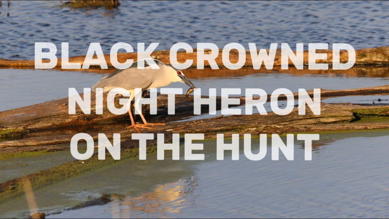 A Black Crowned Night Heron stands on rocks near water, with bold text overlay reading Black Crowned Night Heron On The Hunt.
