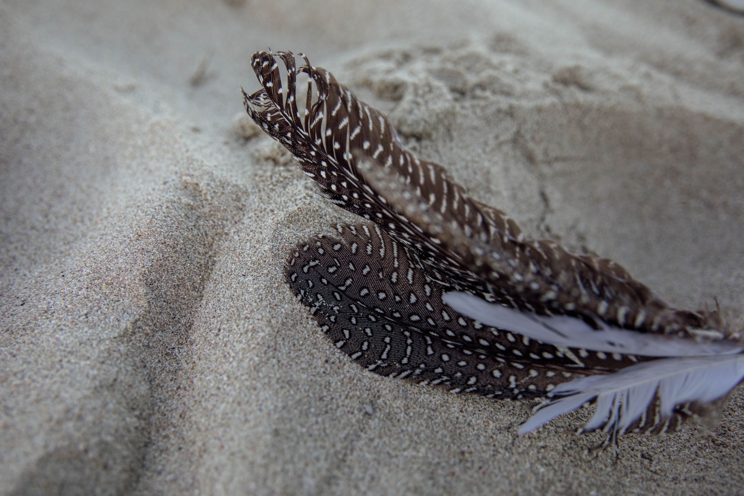 A close-up view of brown and white striped feathers lying on sand with a soft shadow. Mallorca Sound Healing and Spiritual Photography