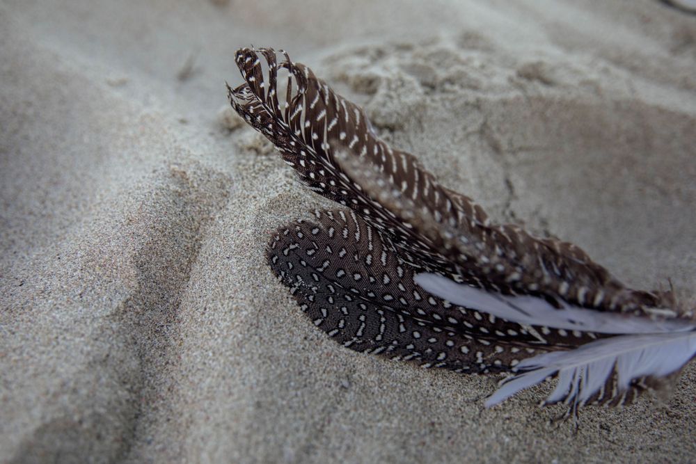 A close-up view of brown and white striped feathers lying on sand with a soft shadow. Mallorca Sound Healing and Spiritual Photography