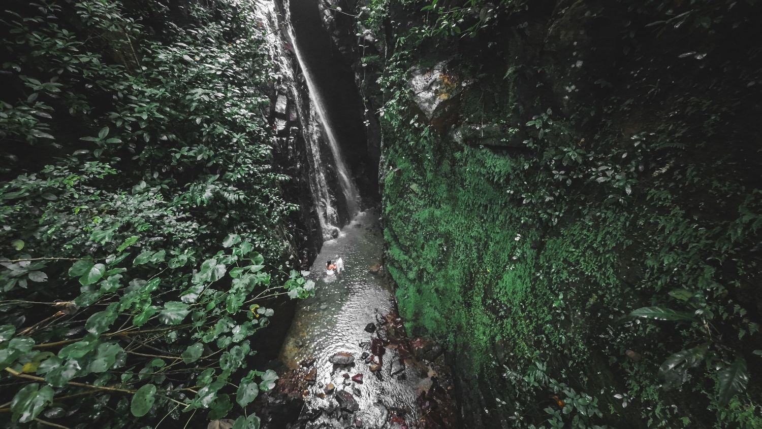 A winding forest path leads through lush green foliage and towering trees.