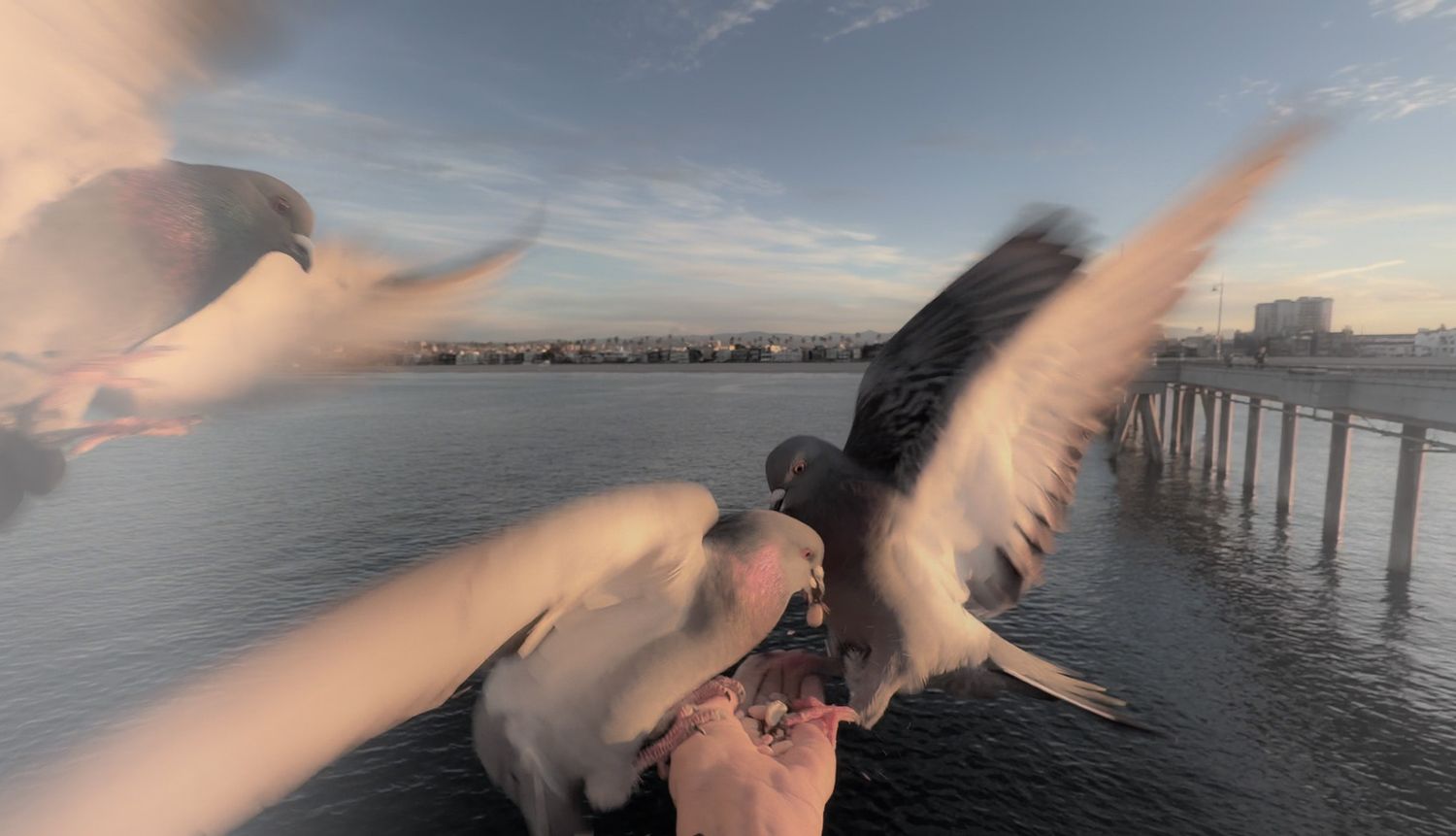 Seagull spreads its wings while flying over a waterfront pier at sunset with boats in the background.
