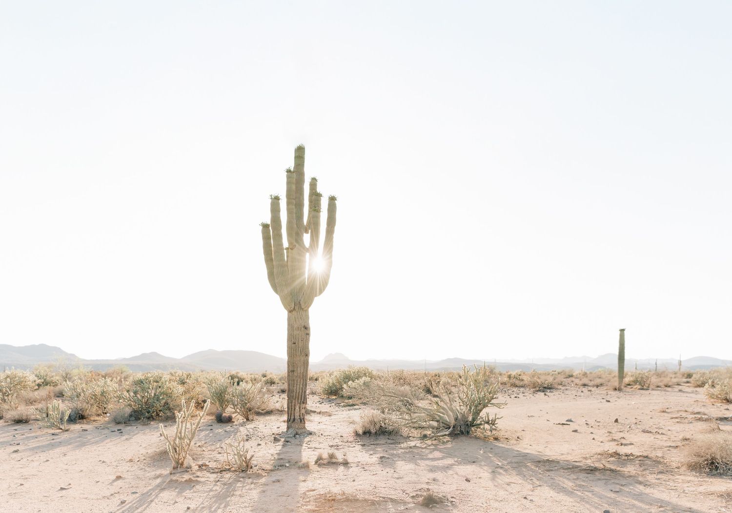 A lone saguaro cactus stands tall in a sunlit desert landscape with mountains in the background.