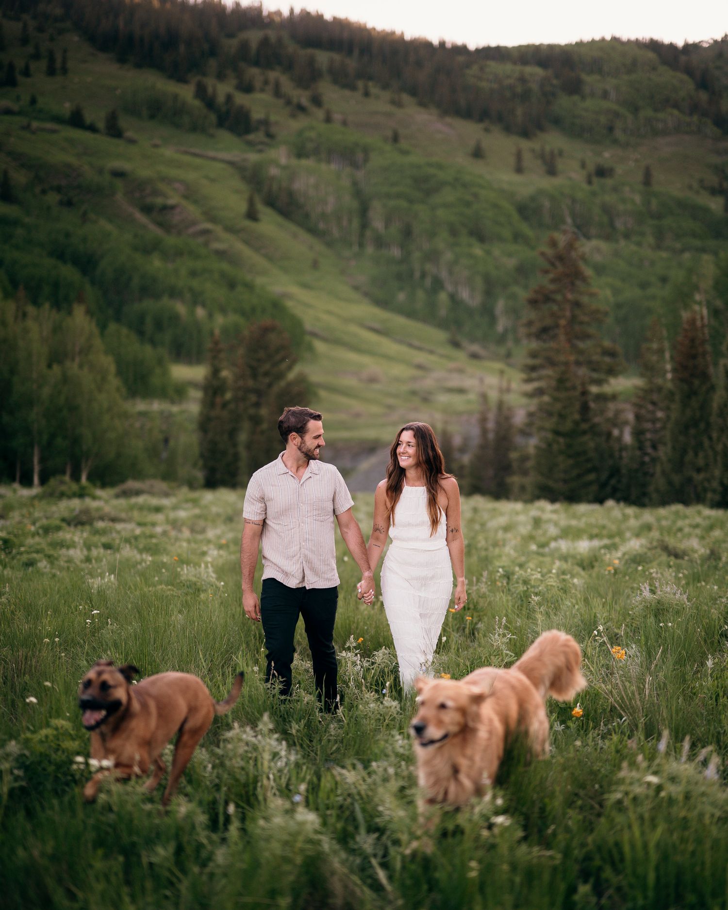 Couple walking with their golden retrievers through a mountain meadow.