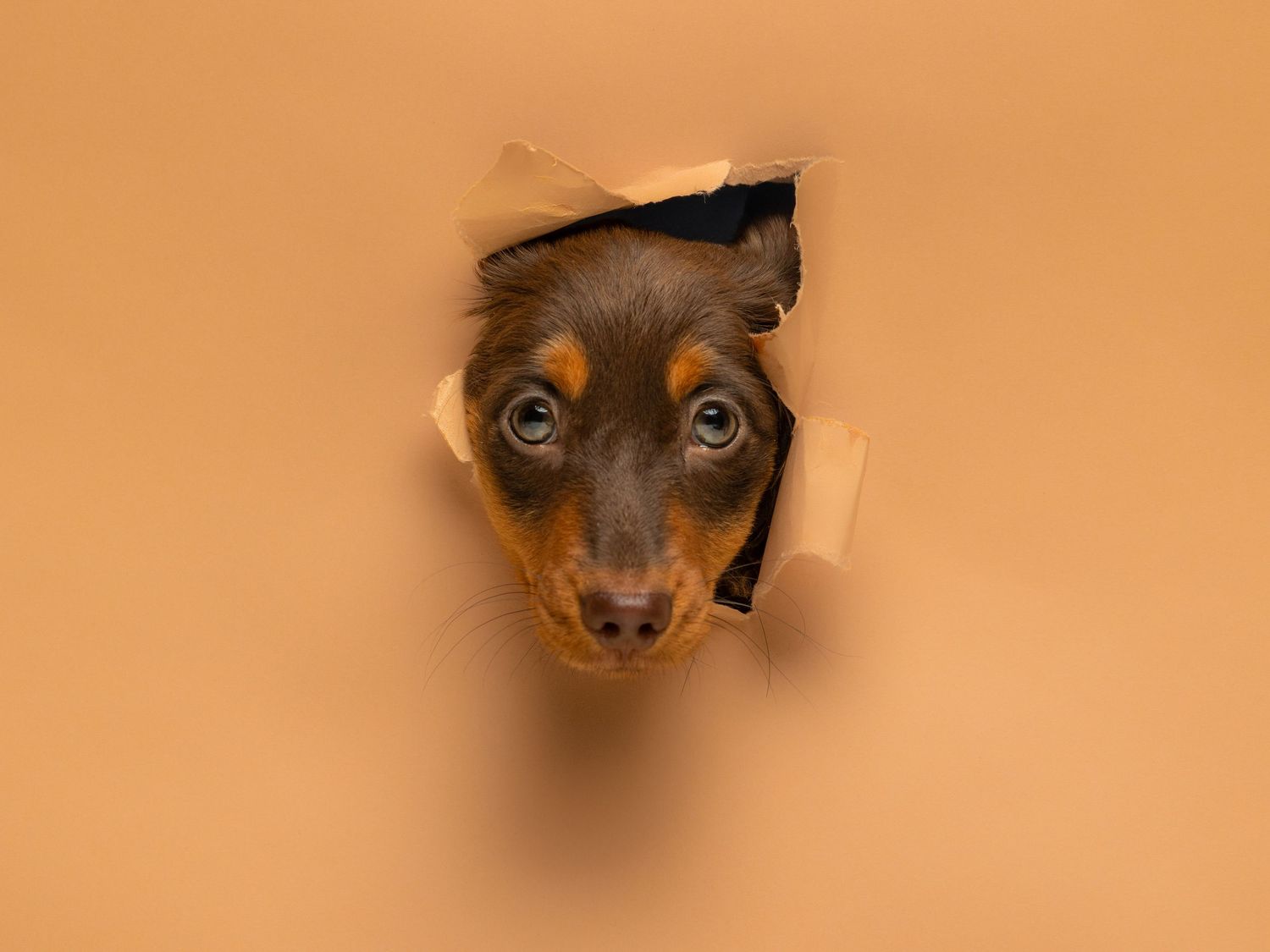 Curious miniature dachshund puppy peeks through torn brown paper hole with bright eyes and dark nose.