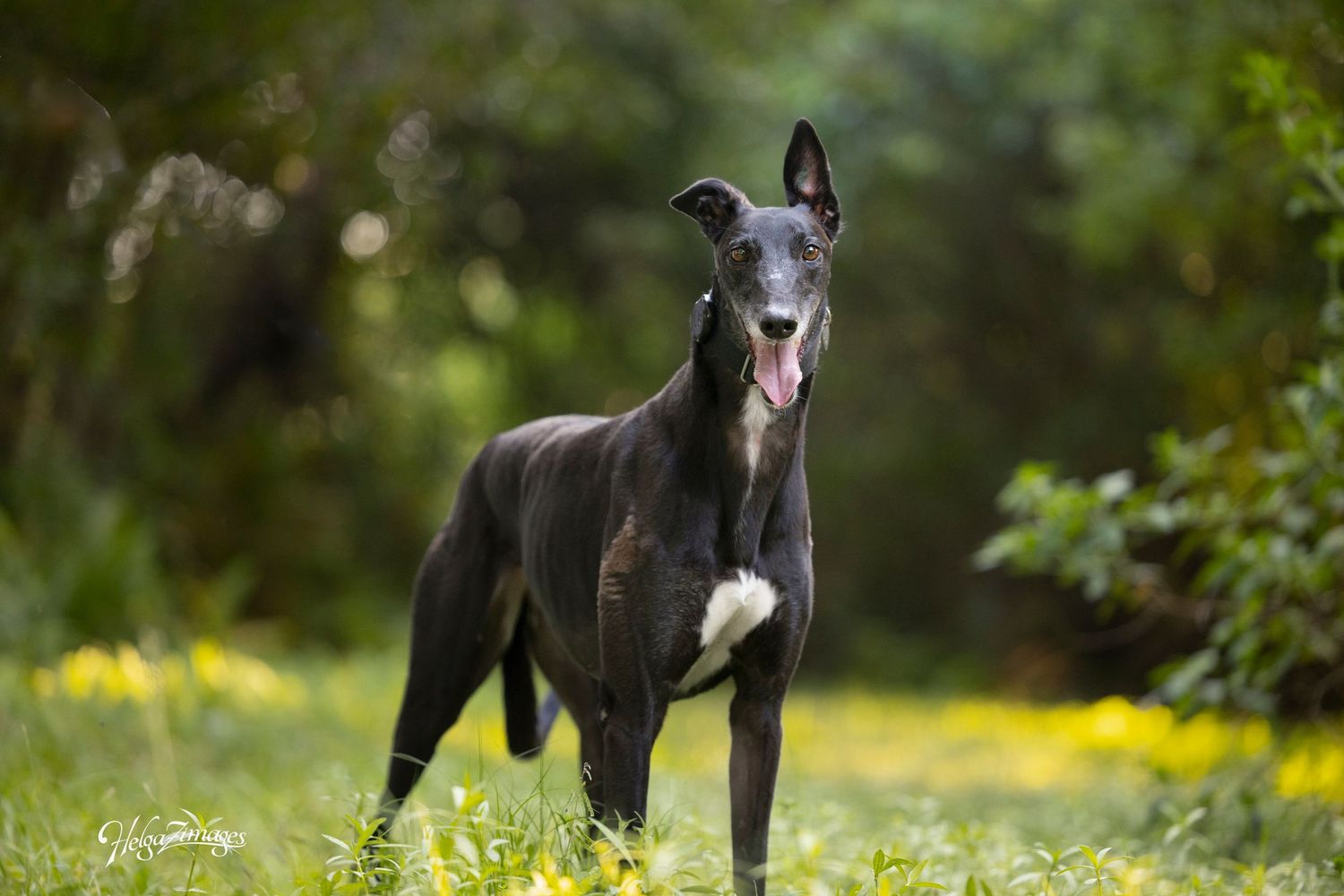 Professional dog portrait photography Forest Hills in Tampa by Helgazimages.
