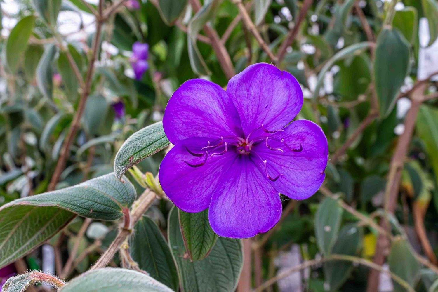 A vibrant purple Mexican petunia flower blooms against a backdrop of green foliage in the garden.