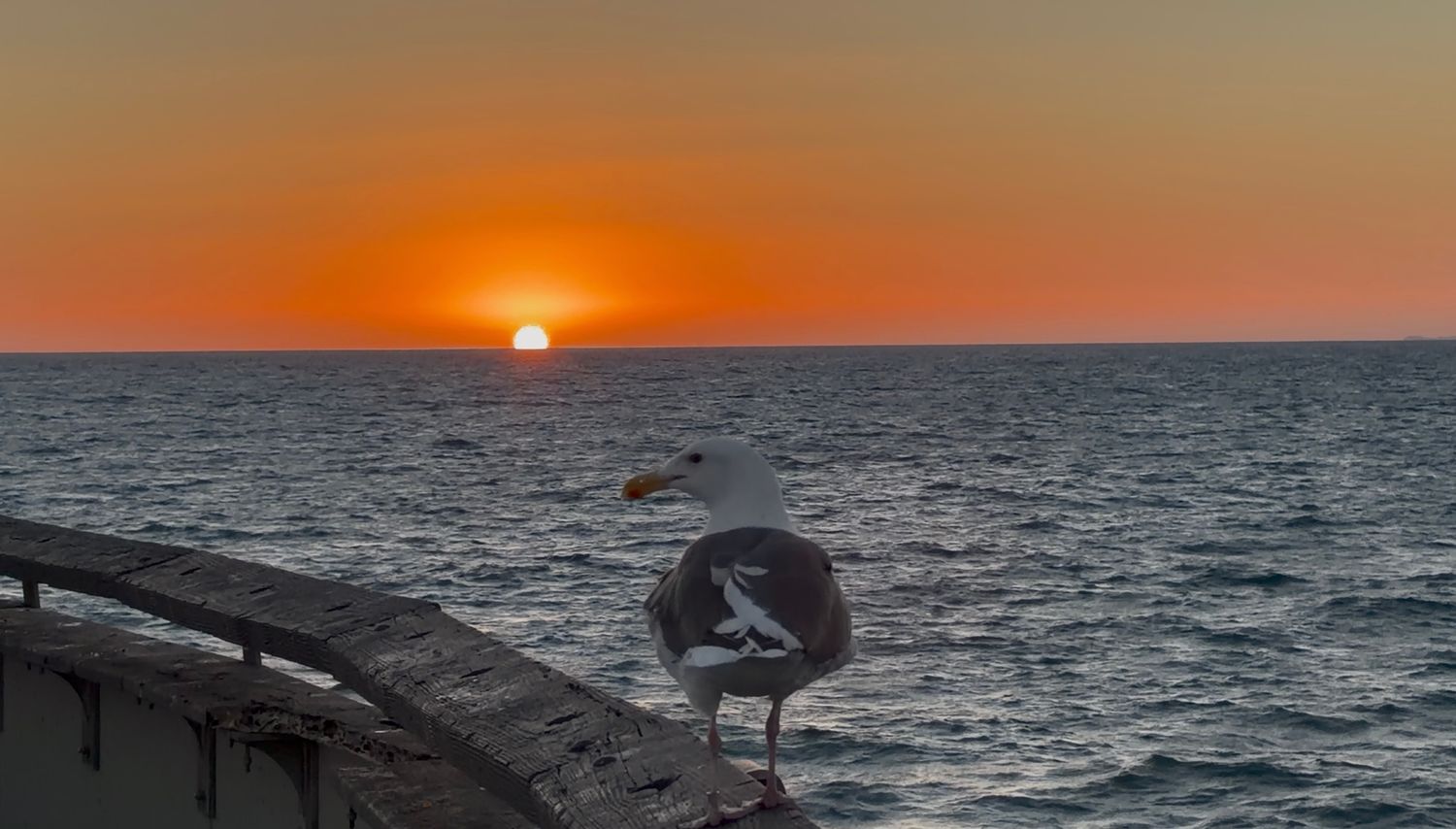 Seagull perched on a seaside wall at sunset with vibrant orange sky reflecting over calm ocean waters.