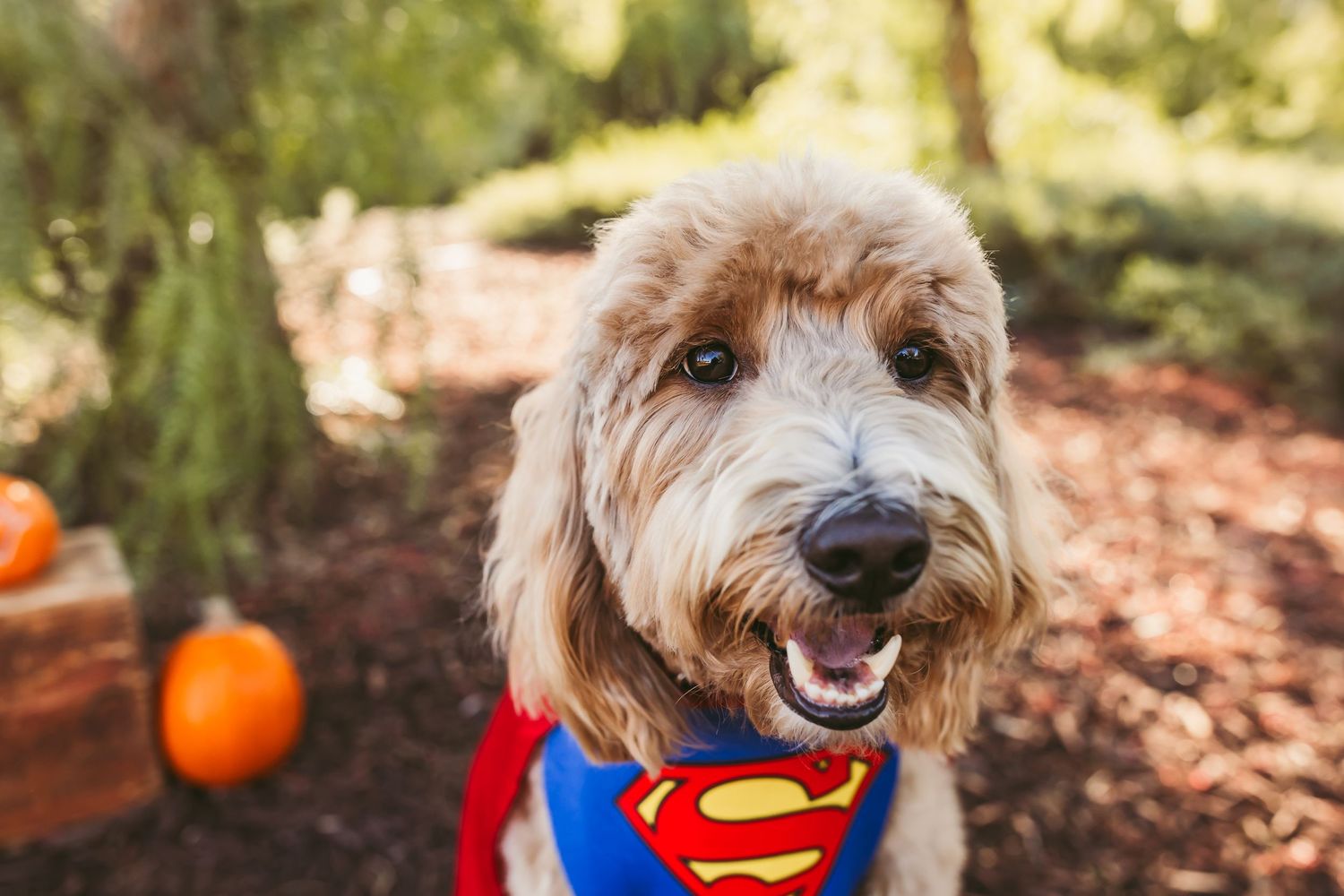 A fluffy golden doodle dog wearing a Superman costume smiles outdoors near pumpkins.