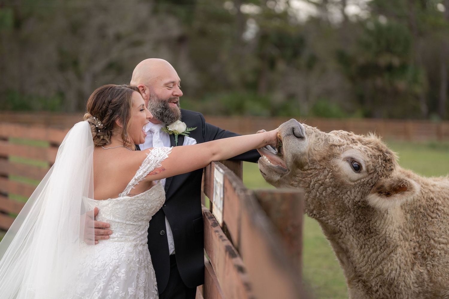 Bride and groom laughing while feeding a cow at the fence during their Rockin' H Ranch wedding in Palm City, Florida
