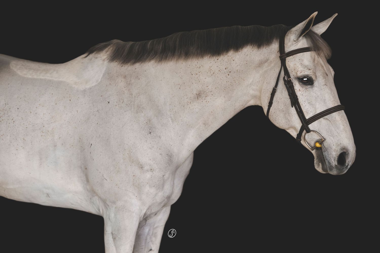 Portrait of a white horse wearing black bridle against dark background.