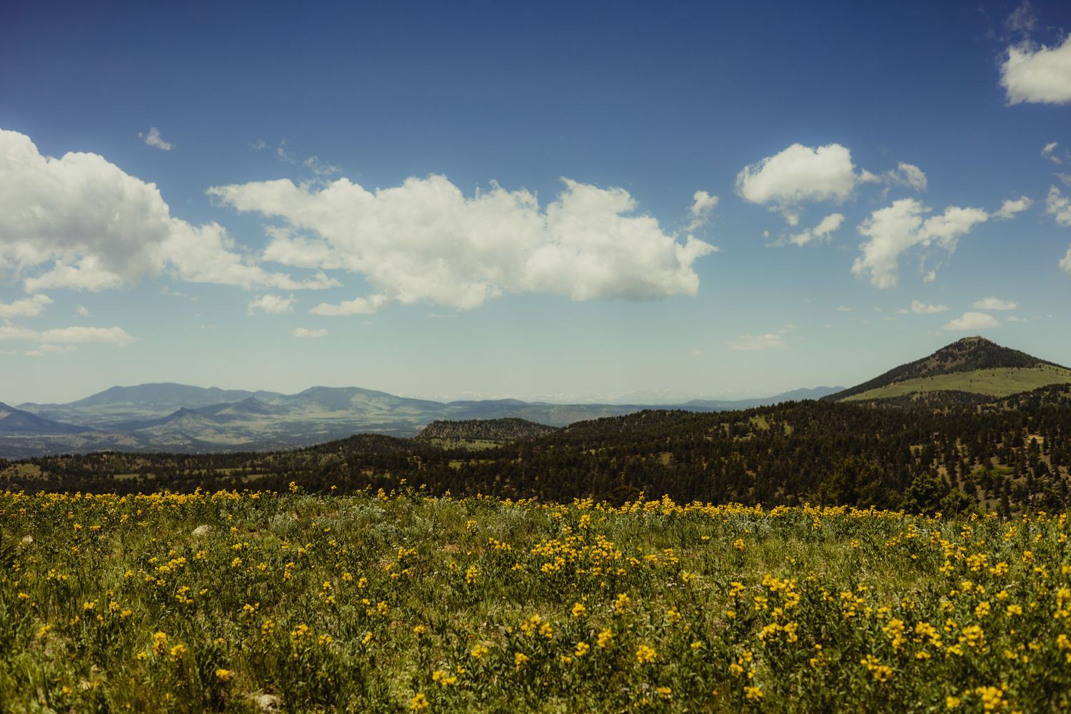 A wildflower meadow stretches across rolling hills under puffy white clouds and blue sky in the mountains.
