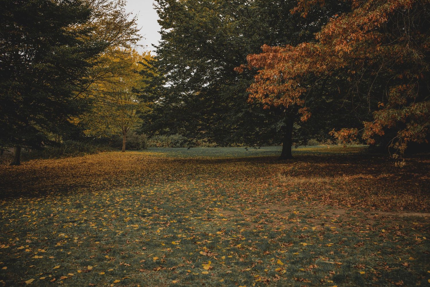 A series of autumn landscape photos showing yellow and orange trees with scattered fallen leaves on the ground.