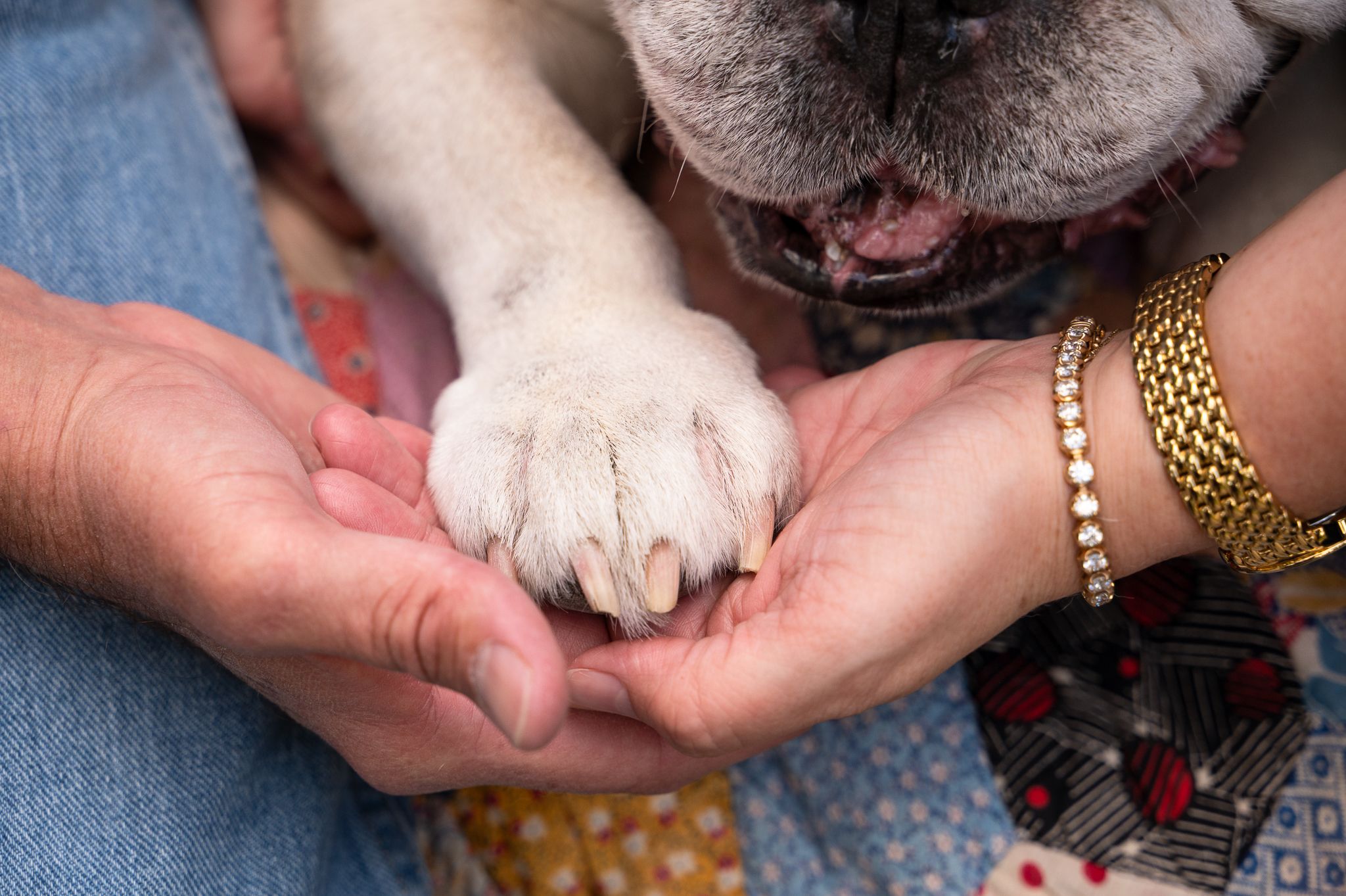 lose-up of a couple's hands peacefully holding their beloved dog's paw