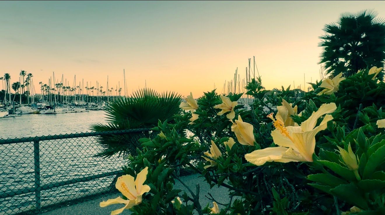 Yellow daylily flowers bloom against a blurred green garden background at sunset.