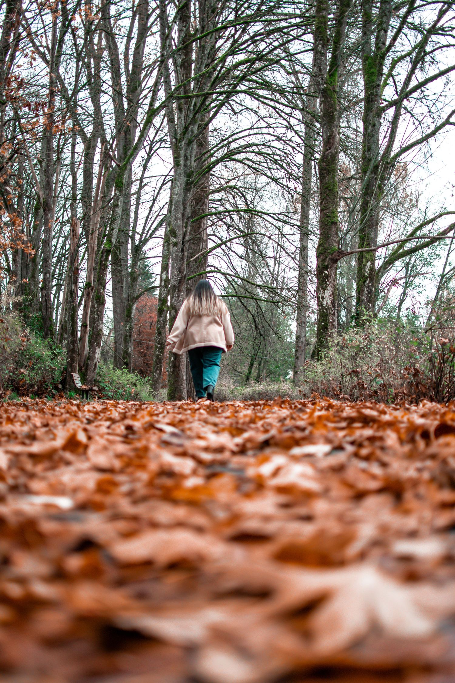 Brown autumn leaves blanket a forest floor with bare tree trunks rising in the blurred background.