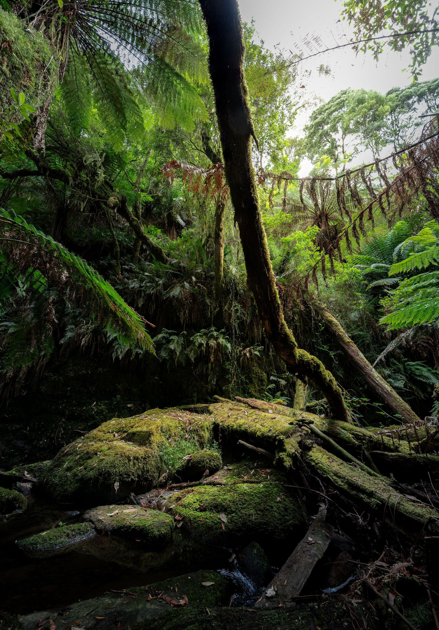 Sunlight filters through lush ferns and moss-covered logs in a dark, misty rainforest setting.