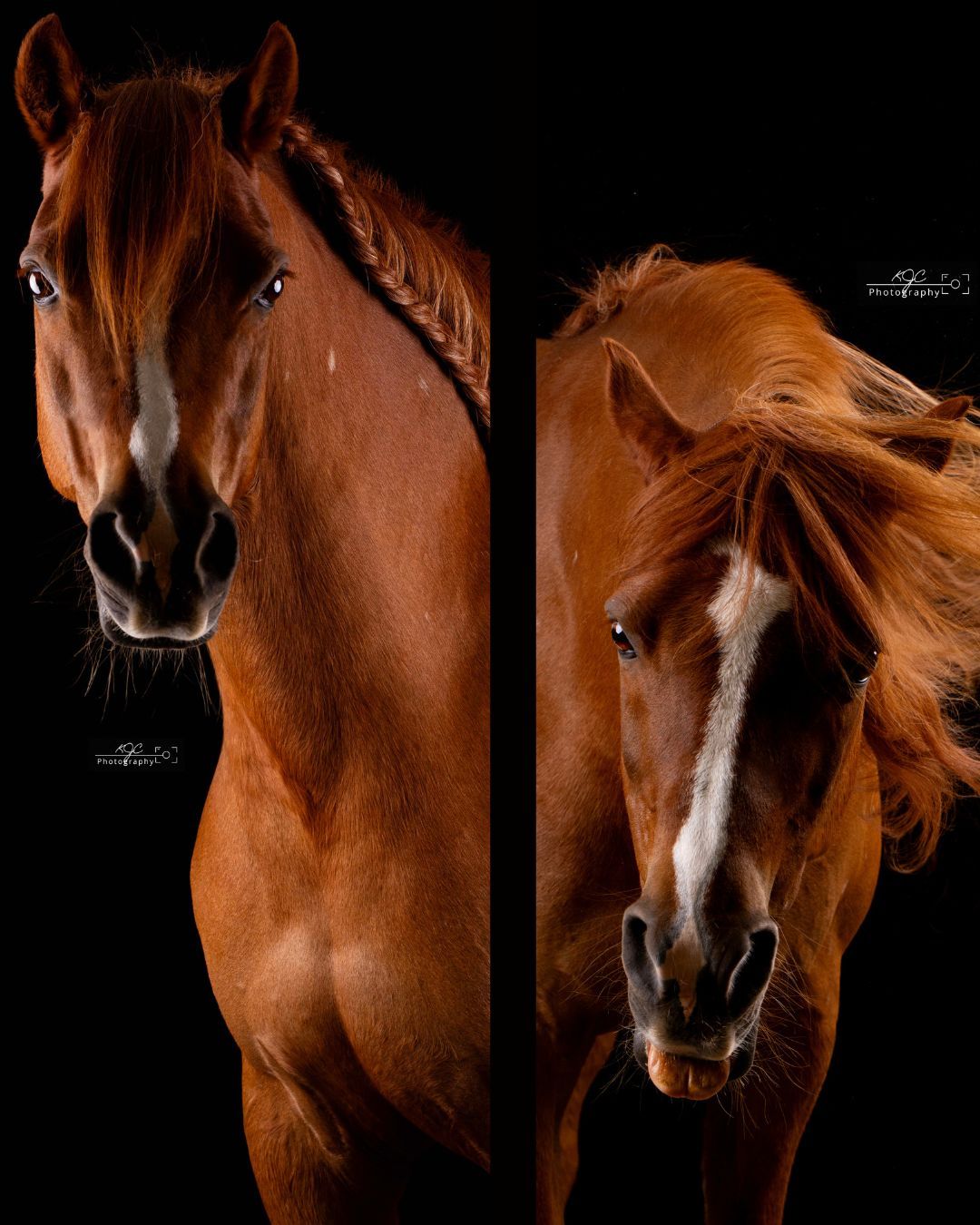 Equine Fine Art foto's van pony, gemaakt tijdens fotoshoot met paard door paardenfotograaf