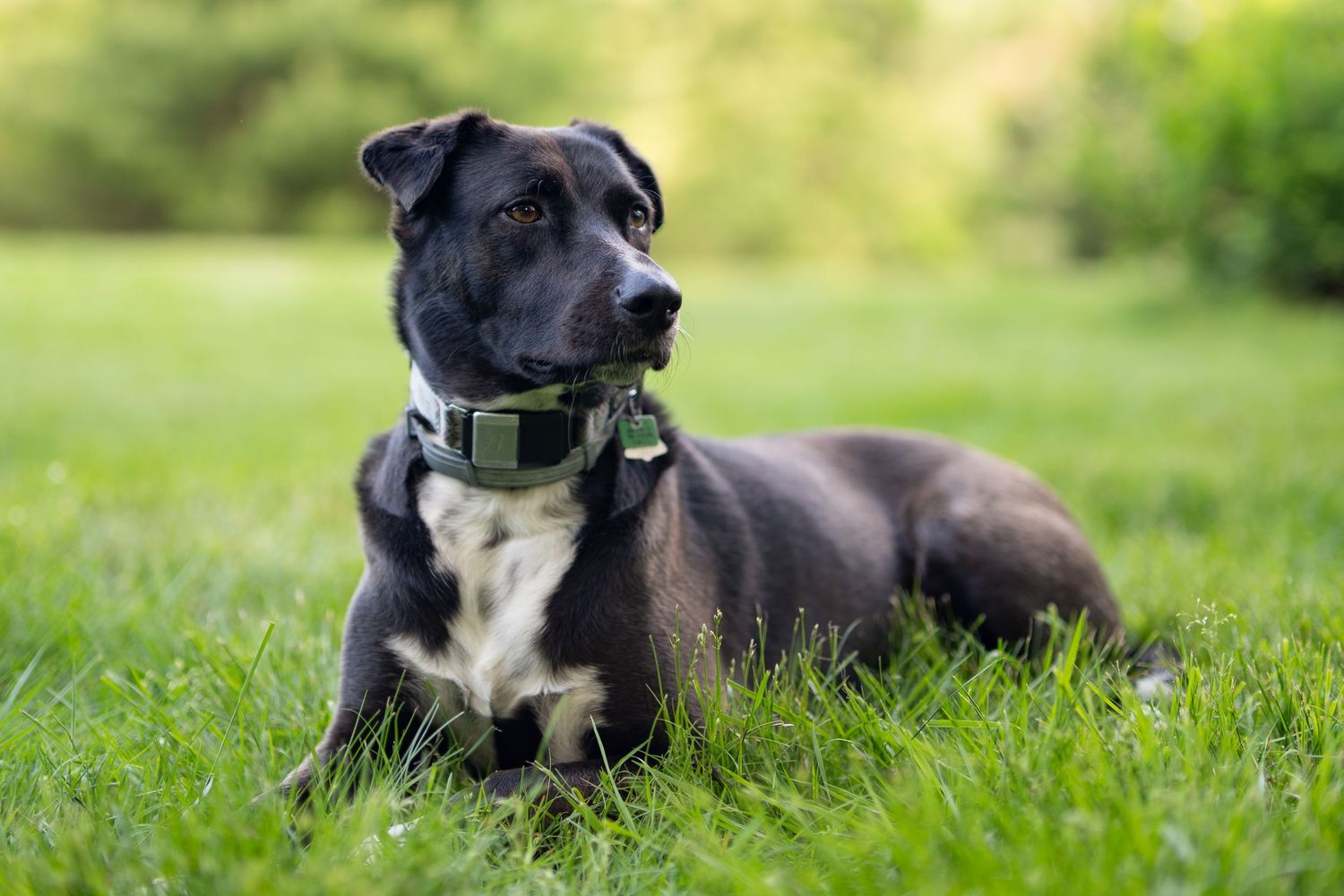 Cunucu professional dog portraits of this rescue from Aruba. Her personality is captured by Leah Ramuglia Photography