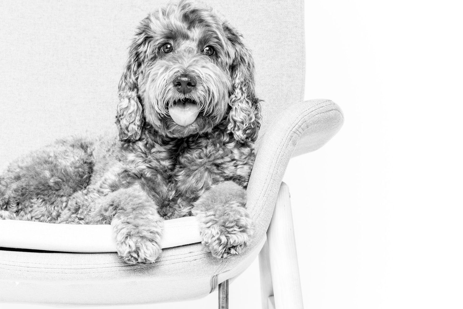 A fluffy black and white dog lies on a white surface with a happy expression and tongue sticking out.