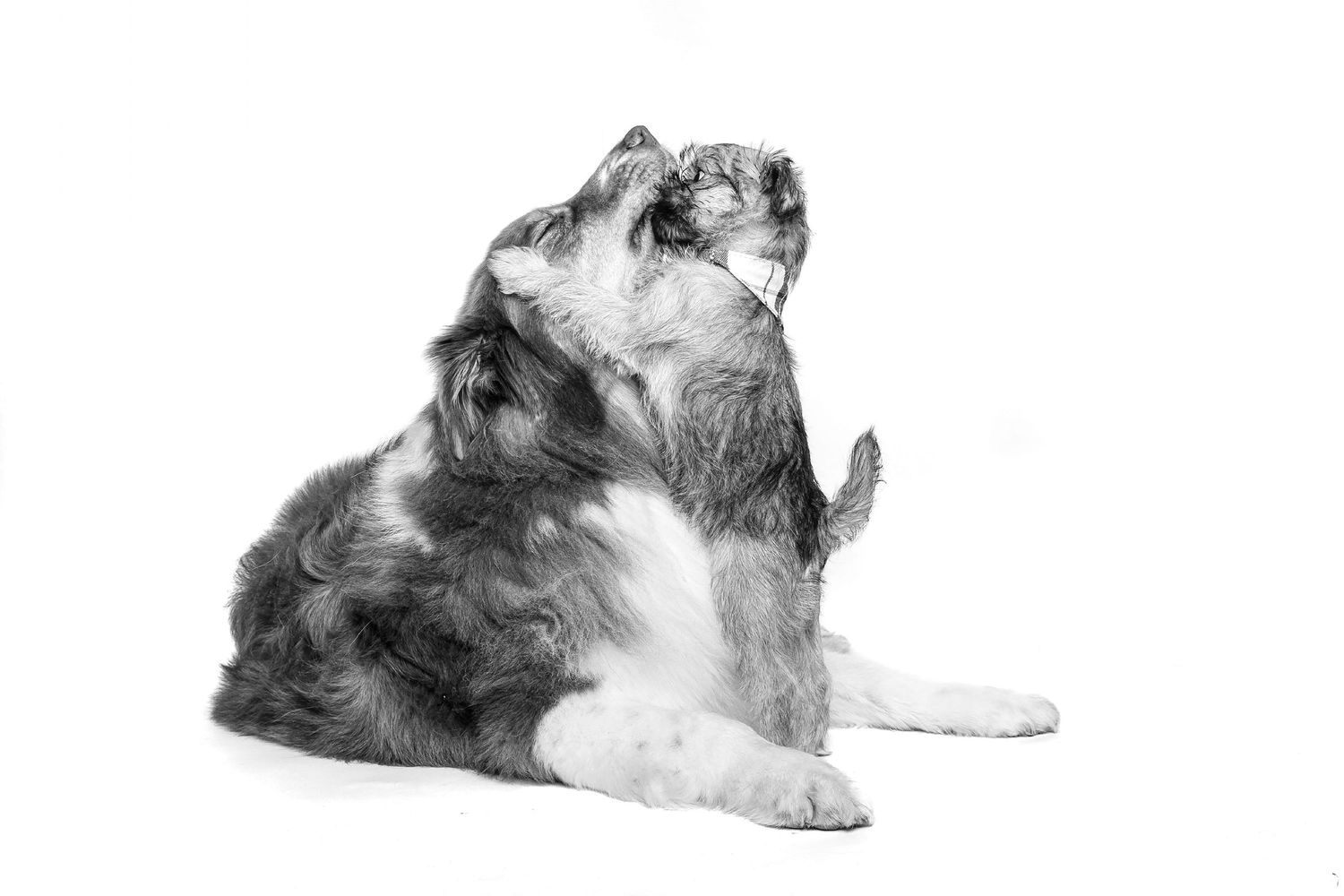 A sequence of black and white photos showing a dog rolling over from left to right in a playful motion.
